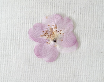 cherry blossoms pressed,Pressed flower,dried flower,flower,dry flower,pressed nat,dried flowers for resin,dried flower,dry flowers for resin