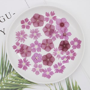 Phlox flower pressed,Pressed flower,dried flowers,dry flower,flowers,pressed nat,dried flowers for resin,dried flower,dry flowers for resin
