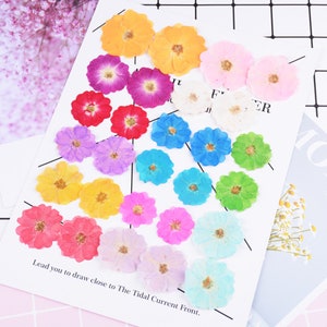 Chinese rose Pressed flowers,dried flowers,dry flowers,flowers,pressed n,dried flowers for resin,dried flower,dry flowers for resin
