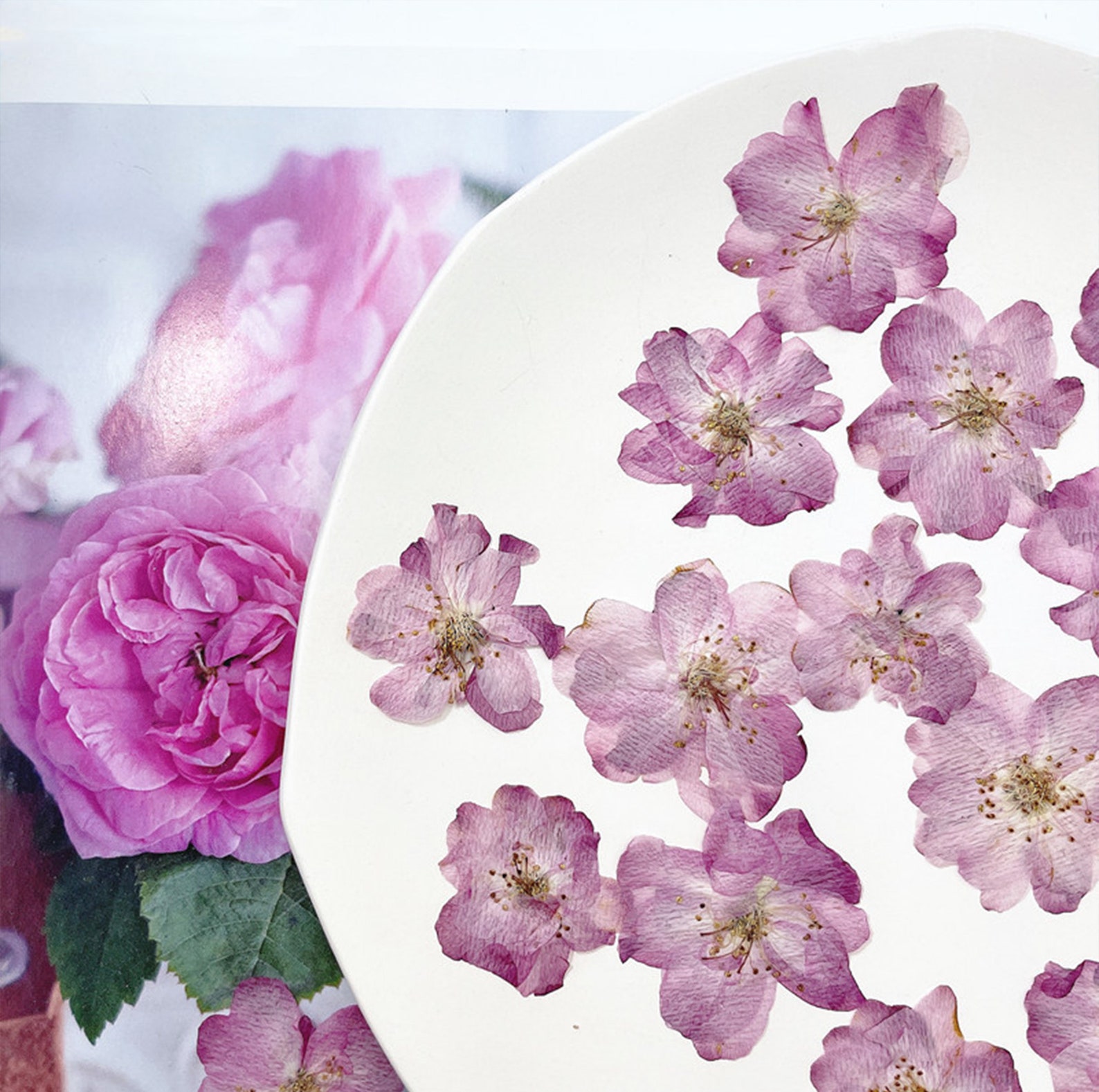 Cherry Blossoms pressed Flowersdried Flowersdry - Etsy UK