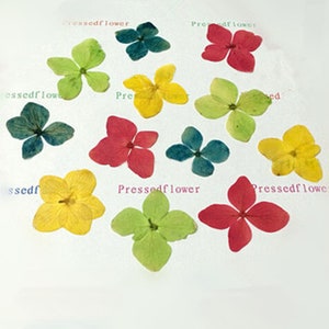 Hydrangea Pressed flowers,dried flowers,dry flowers,flowers,pressed natural f,dried flowers for resin,dried flower,dry flowers for resin