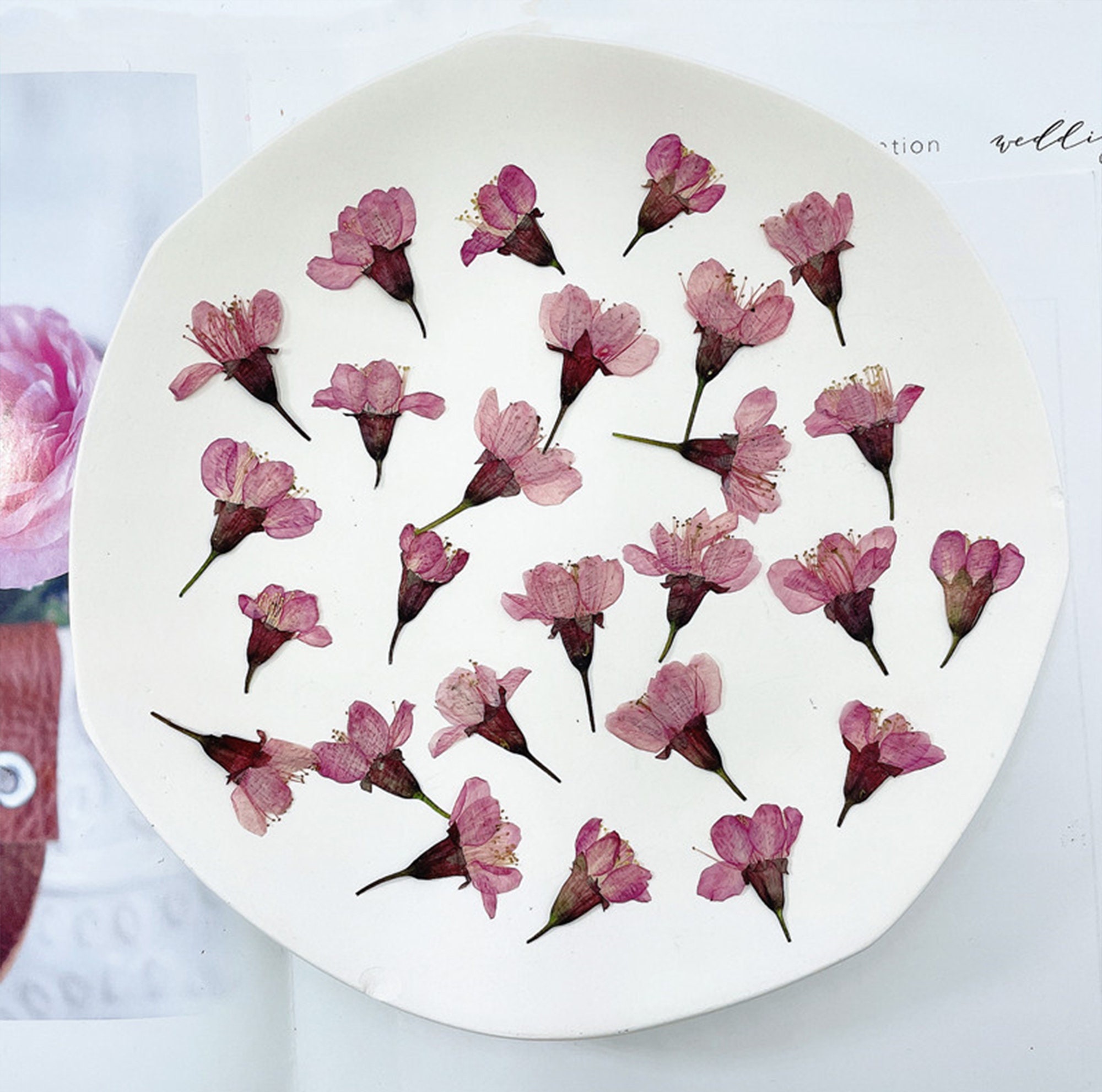 Cherry Blossoms pressed Flowersdried Flowersdry Etsy UK
