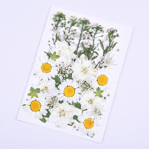 Mixed pressed flowers,Pressed flowers,dried flowers,dry flowers,flowers,press,dried flowers for resin,dried flower,dry flowers for resin