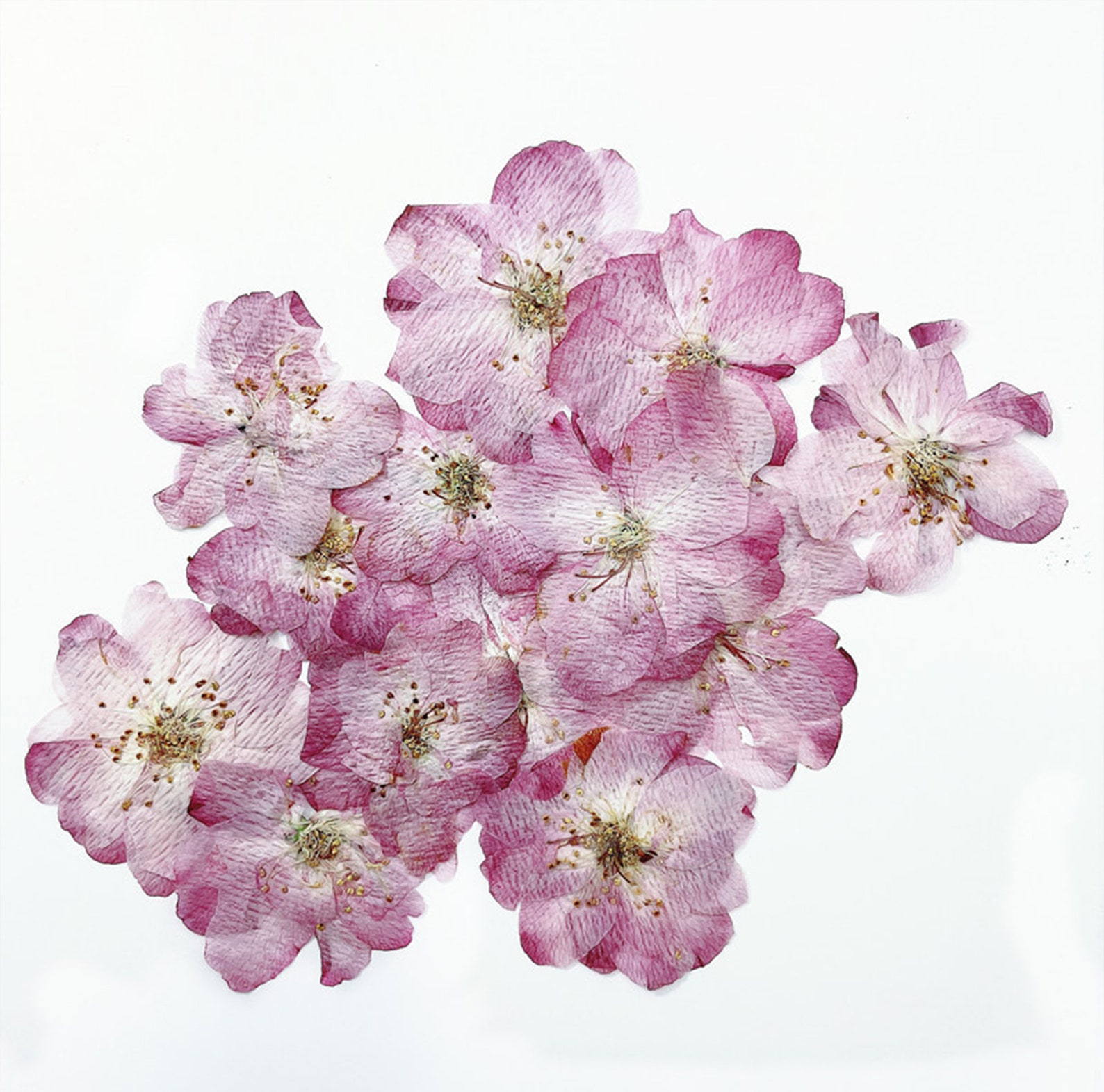 Cherry Blossoms pressed Flowersdried Flowersdry - Etsy UK