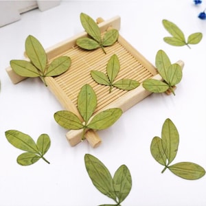 winter jasmine leaf ,Pressed flowers,dried flowers,flower,dry flowers,pressed nat,dried flower for resin,dried flower,dry flower for resin