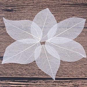 Eucalyptus leaves Pressed flowers,dried flowers,dry flowers,flowers,pressed,dried flowers for resin,dried flower,dry flowers for resin
