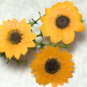 Sunflowers,Pressed flowers,pressed real flowers,pressed dry flowers,pressed dried flowers,dried flowers,dry flowers,flowers,pressed natural
