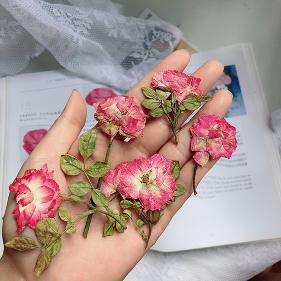Rosa con ramas, flores prensadas, flores secas, flores secas, flores,  prensadas, flores secas para resina, flor seca, flores secas para resina -   México
