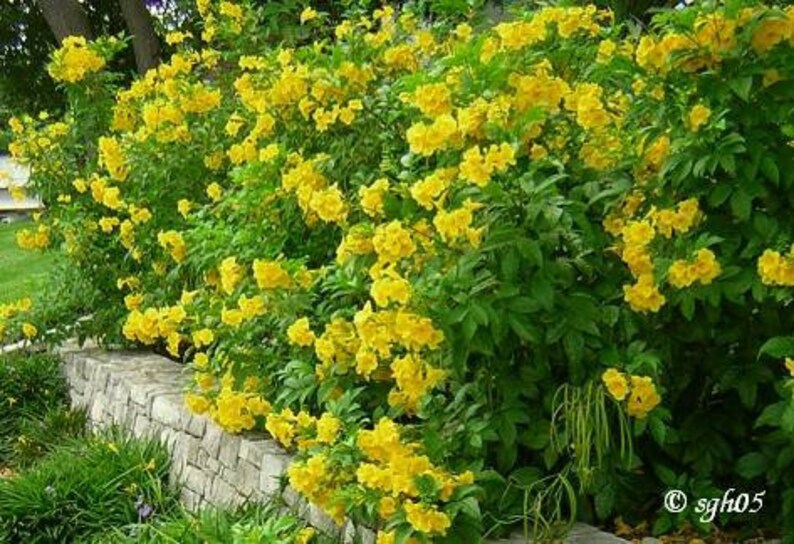 Esperanza plant ..o ..san pedro ..1 ft in 2 ft..tall Etsy