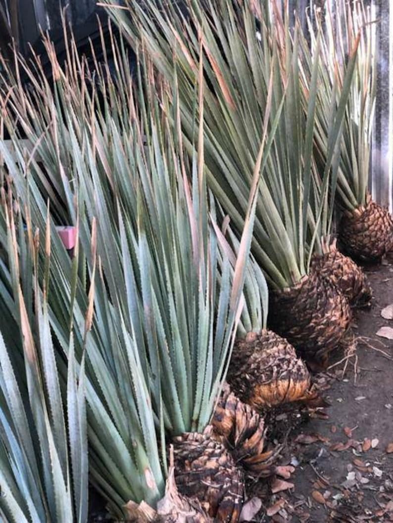 Sotol yuccas blue | Etsy