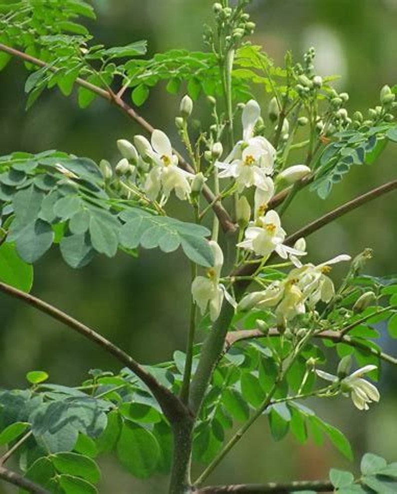 Moringa trees Drumstick Tree of Life1ft tall 1gallonSwipe Etsy