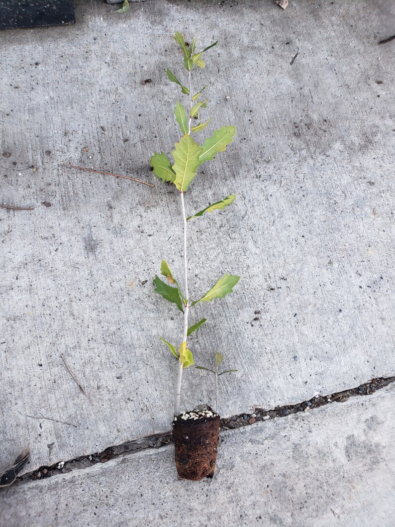 5 Live Oak trees Plugs Etsy