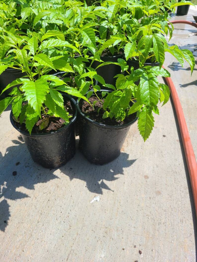 Esperanza plant ..o ..san pedro ..1 ft in 2 ft..tall Etsy