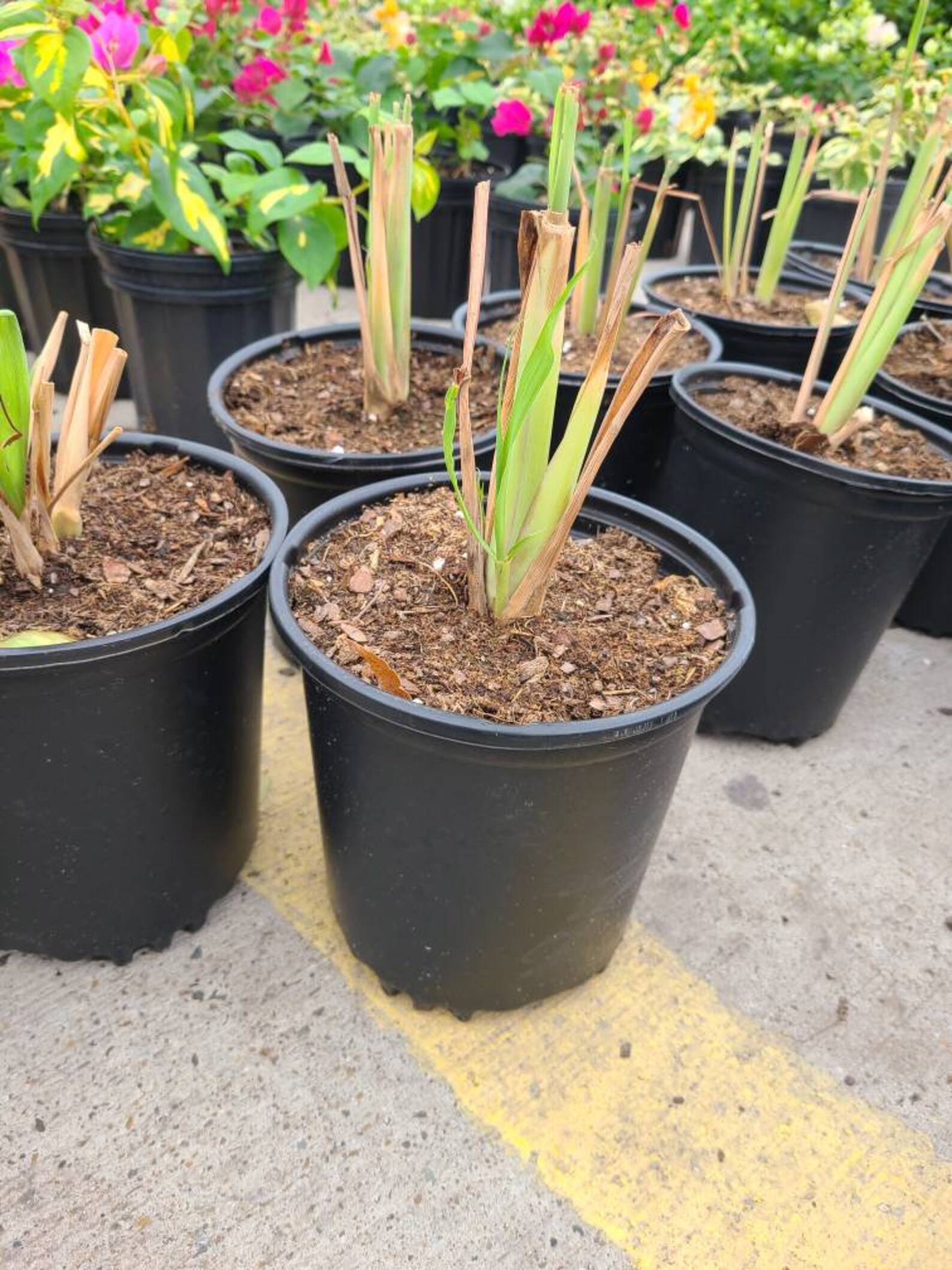 Lemon Grass plants Scented Decorative1gallon Fully RootedPot Etsy