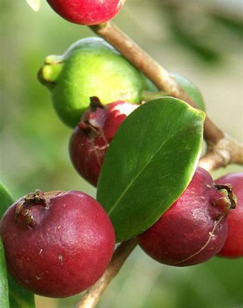 Cherry Guava Strawberry shrub Fruit trees 3gallon 2ft tall Etsy
