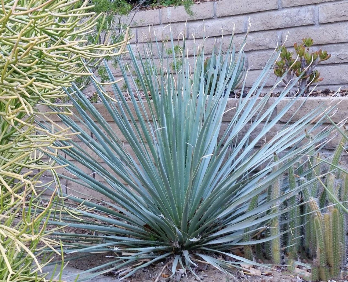 Sotol yuccas blue Etsy