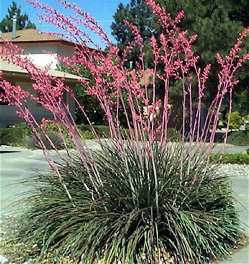 Red Yucca Succulent plants 1gallon 6inchesHesperaloe Etsy