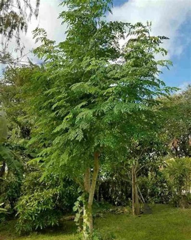 Moringa trees Drumstick Tree of Life1ft tall 1gallonSwipe Etsy