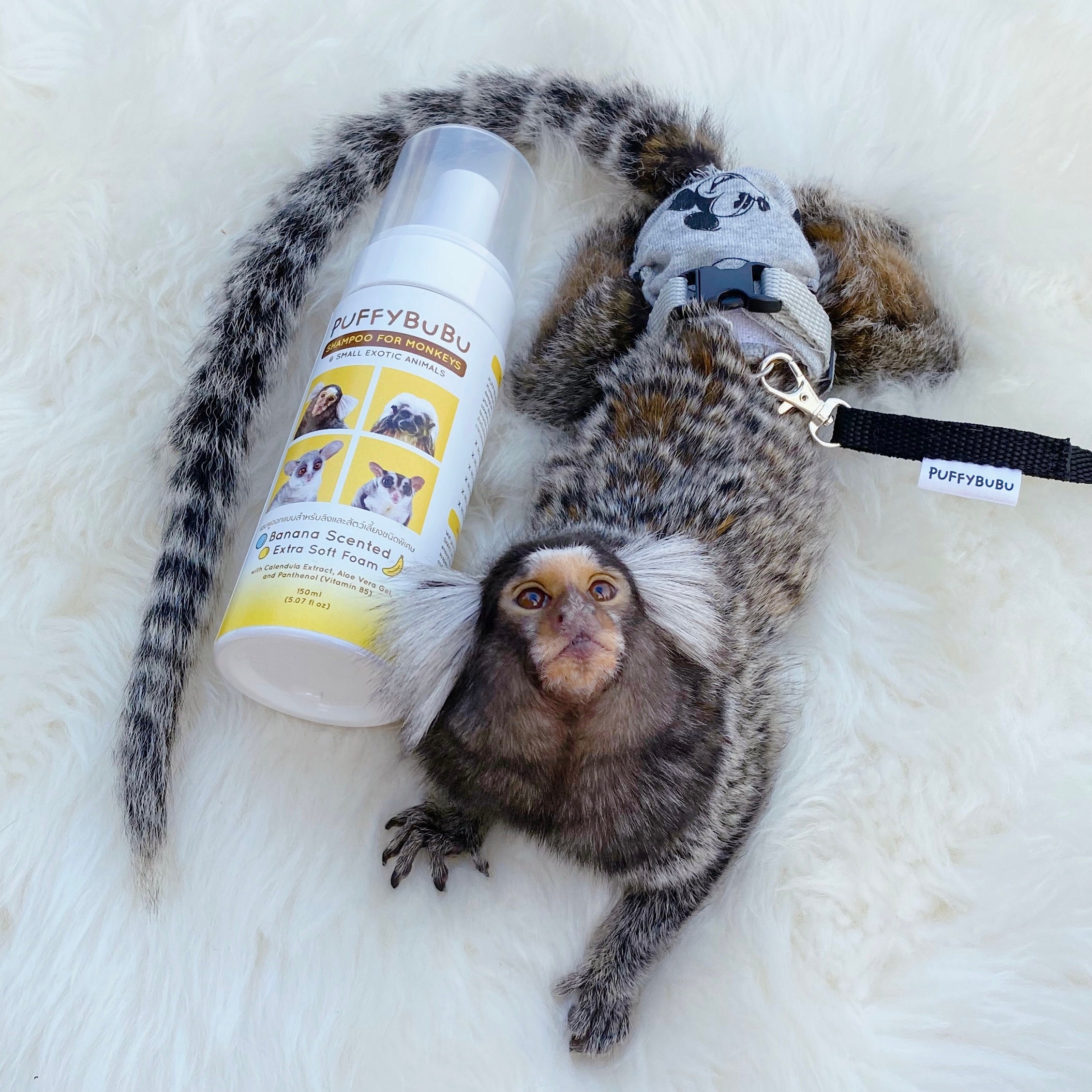 Foam Shampoo for Monkeys Sugar Gliders Bush Baby and Small Etsy