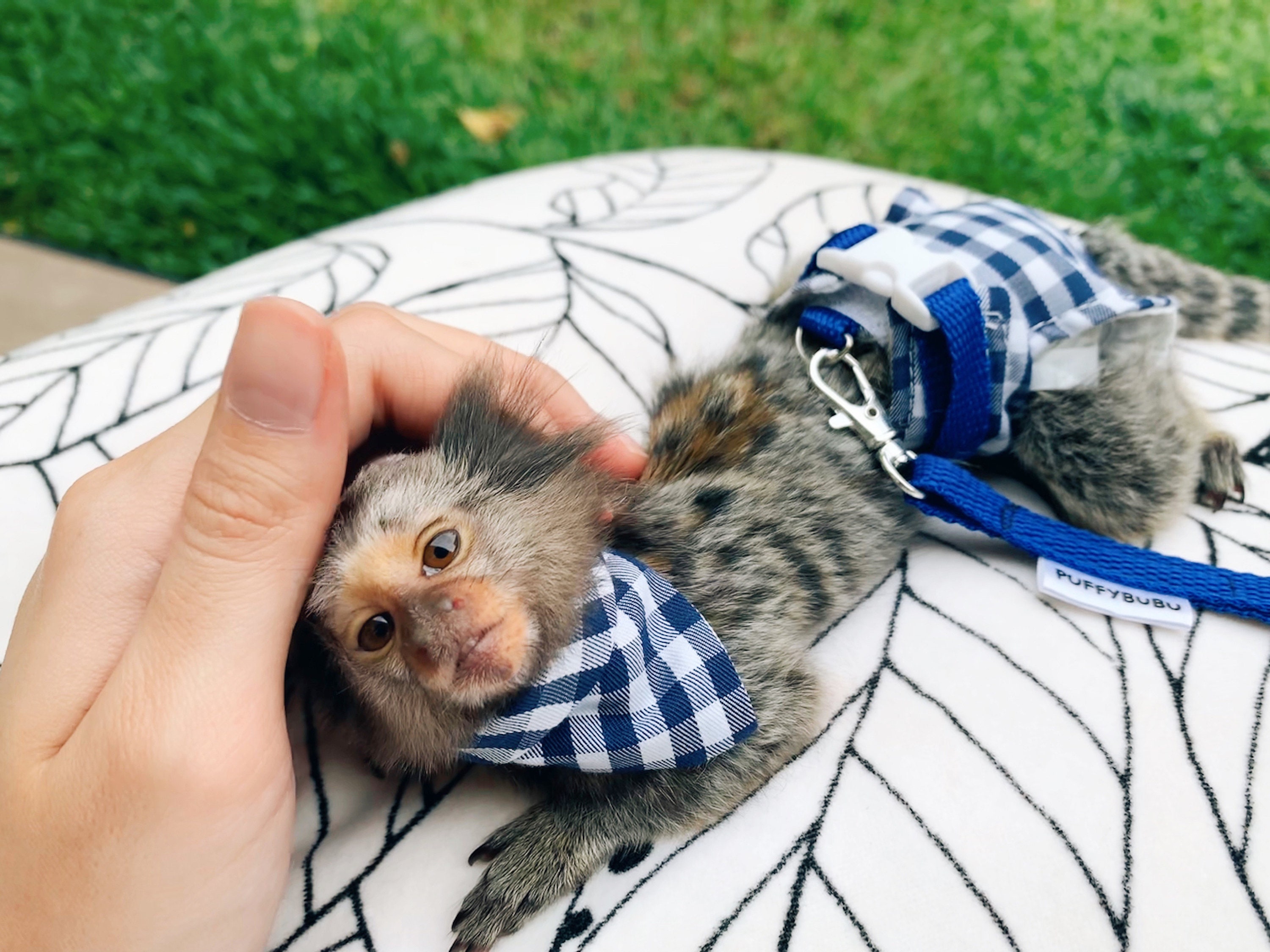 Disposable Diaper for Marmoset Monkey & Bush Baby Diaper Etsy UK