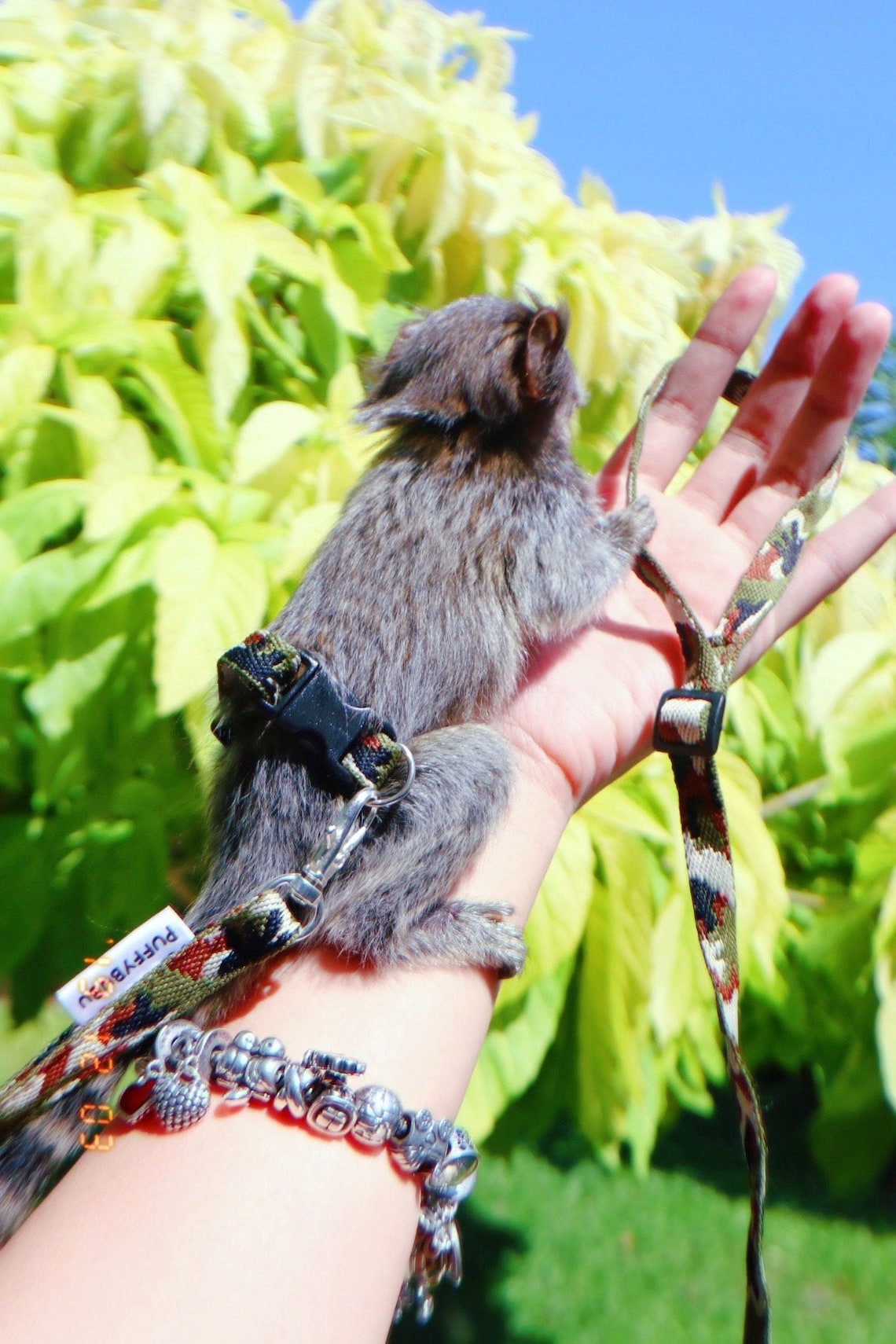 Belly Bands & Leash for Marmoset Monkey Etsy