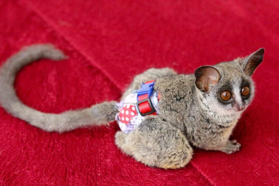 Diaper Covers Large for Marmoset Monkey & Bush Baby Etsy