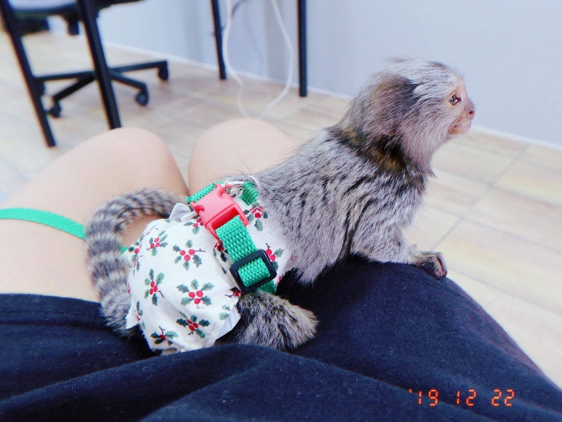 Diaper Covers Large for Marmoset Monkey & Bush Baby Etsy