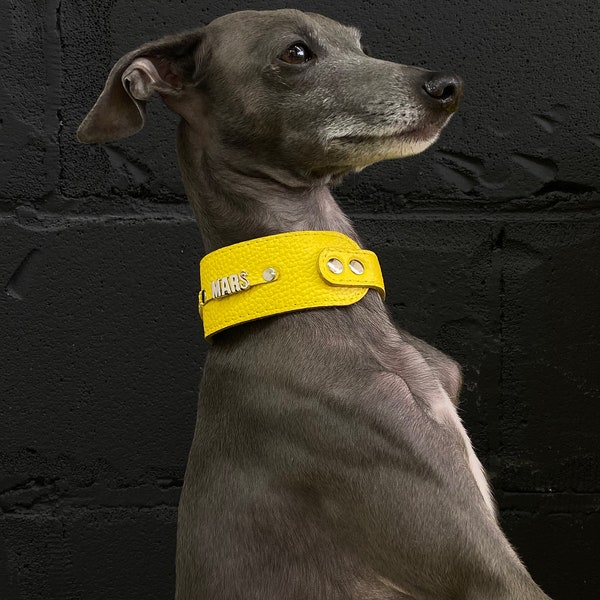 Personalized wide collars for Italian greyhounds and whippets. Genuine leather wide collars
