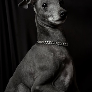 Puede incluir: Retrato en escala de grises de un galgo italiano con collar de cadena plateada. El perro tiene un pelaje liso y está colocado sobre un fondo oscuro. El perro mira hacia un lado.