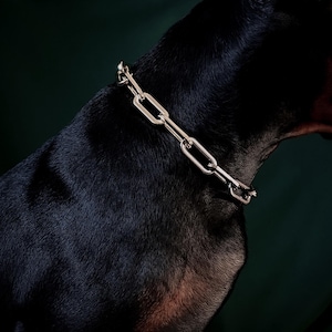 Puede incluir: Un collar de cadena de color dorado sobre un perro negro. El collar está hecho de eslabones rectangulares entrelazados. El pelaje del perro es corto y negro, con un ligero brillo. El fondo es verde oscuro.
