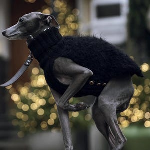 Op de afbeelding: Een grijze Italiaanse Greyhound draagt een zwarte trui met gouden knopen en een zwarte kraag. De hond staat aan de lijn en staat op een verharde ondergrond. De achtergrond is wazig met bokeh-lichten.