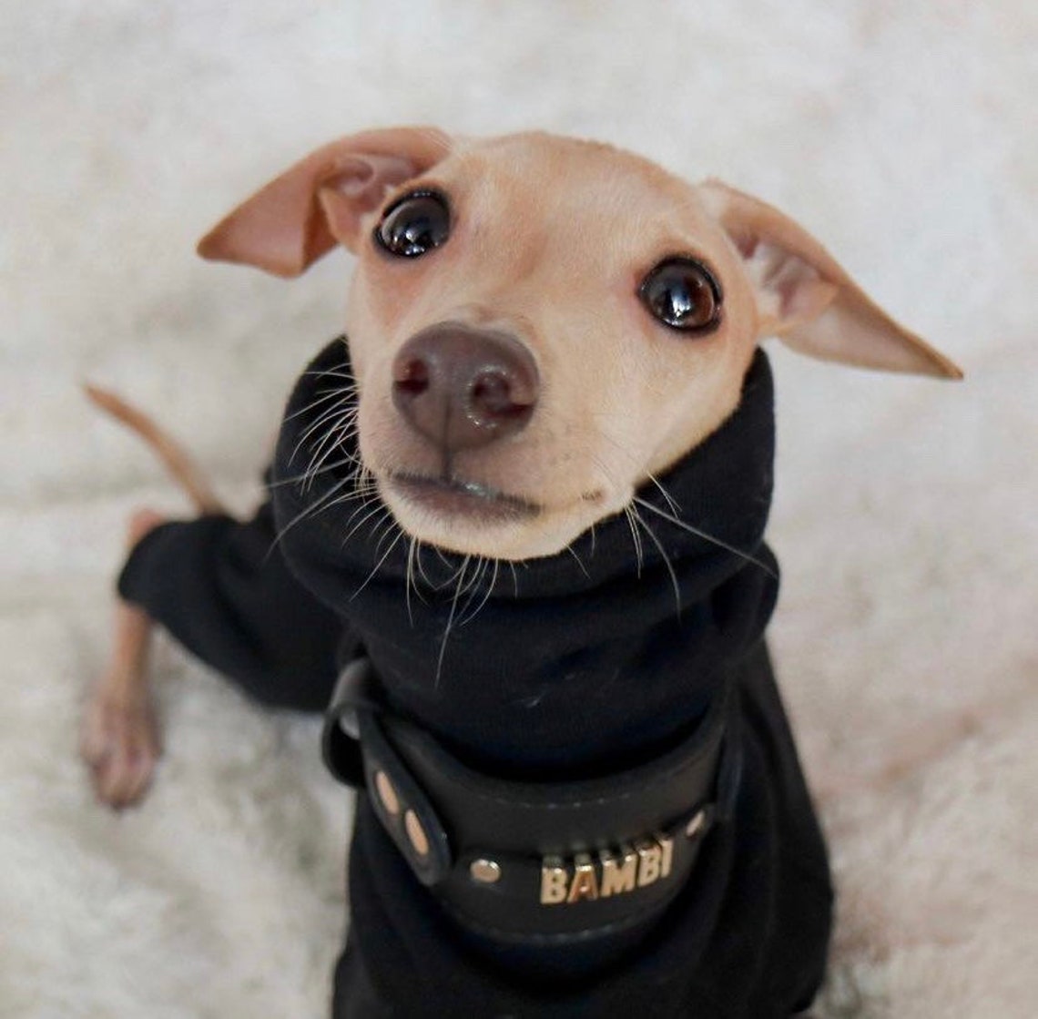 Personalized wide dog collar for Italian greyhounds and Etsy