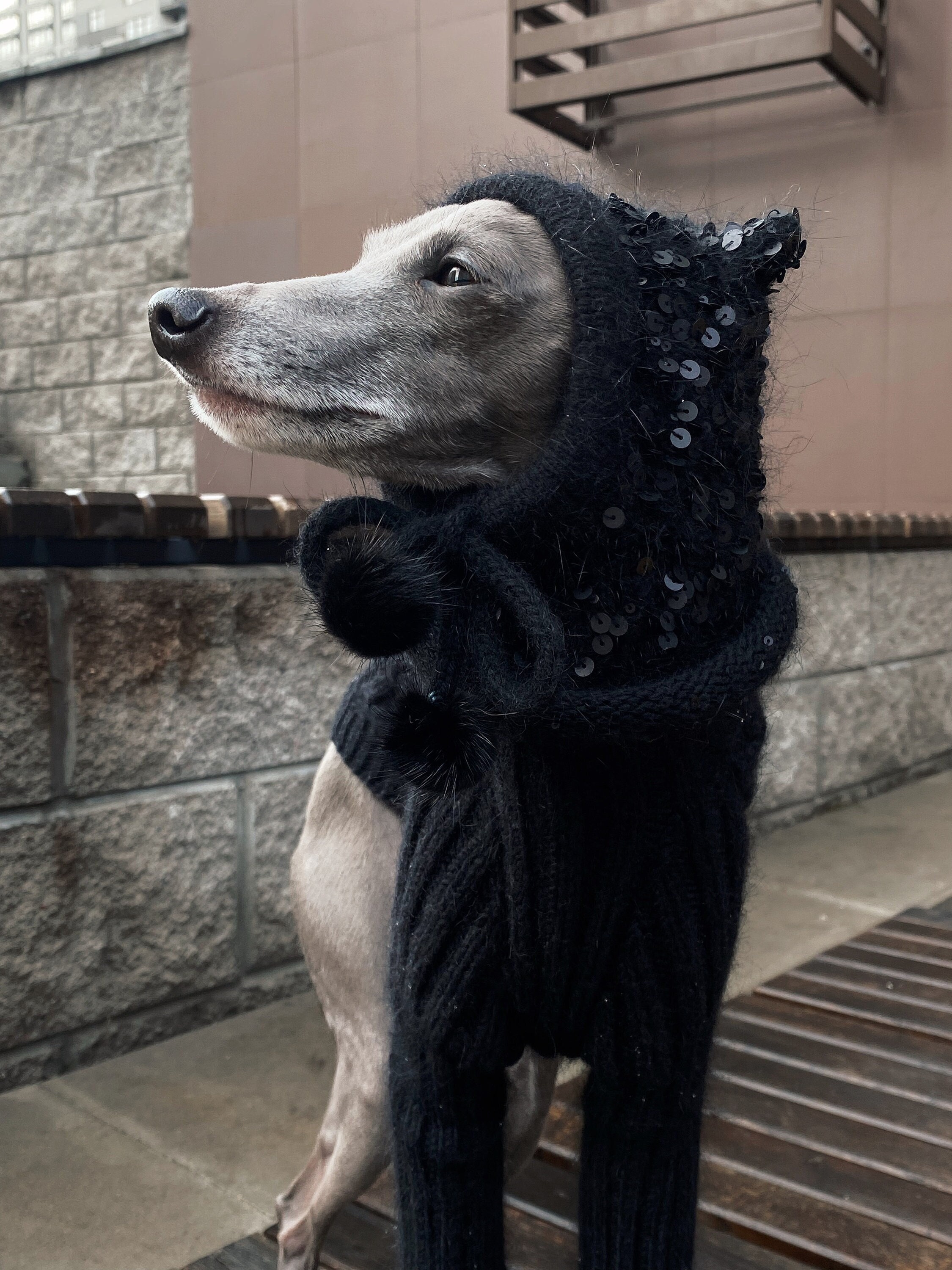 Dog bonnets hats 2025