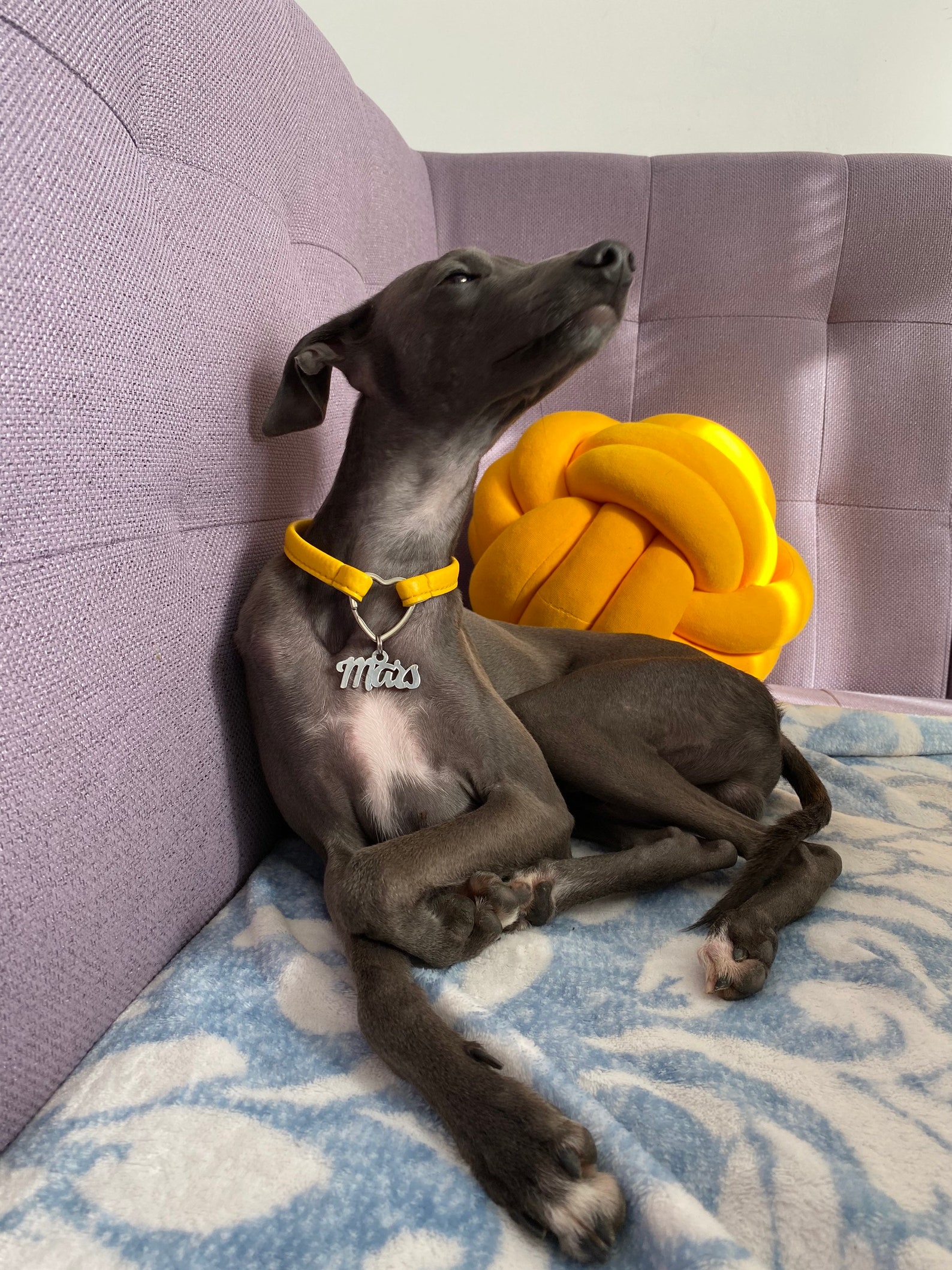 Beautiful Dog Nametag . Stainless Steel Nametag Silver Etsy