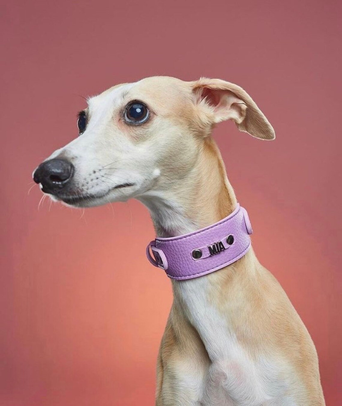 Personalized wide dog collar for Italian greyhounds and Etsy