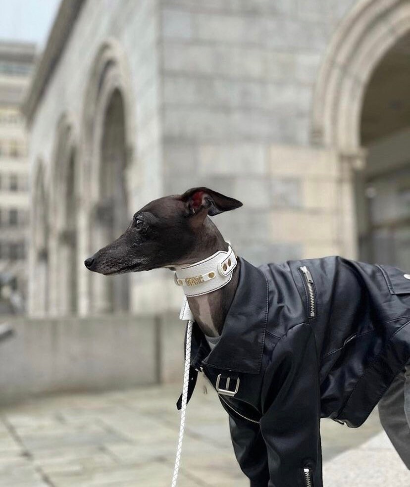 パーソナライズされた革製犬用首輪：イタリアングレーハウンド用の幅広