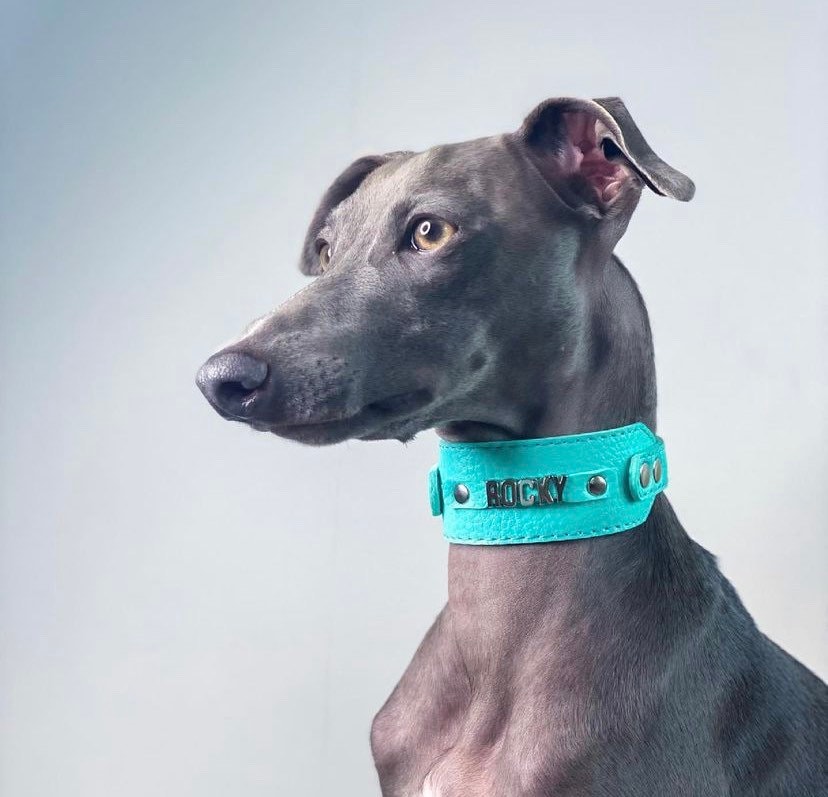 パーソナライズされた革製犬用首輪：イタリアングレーハウンド