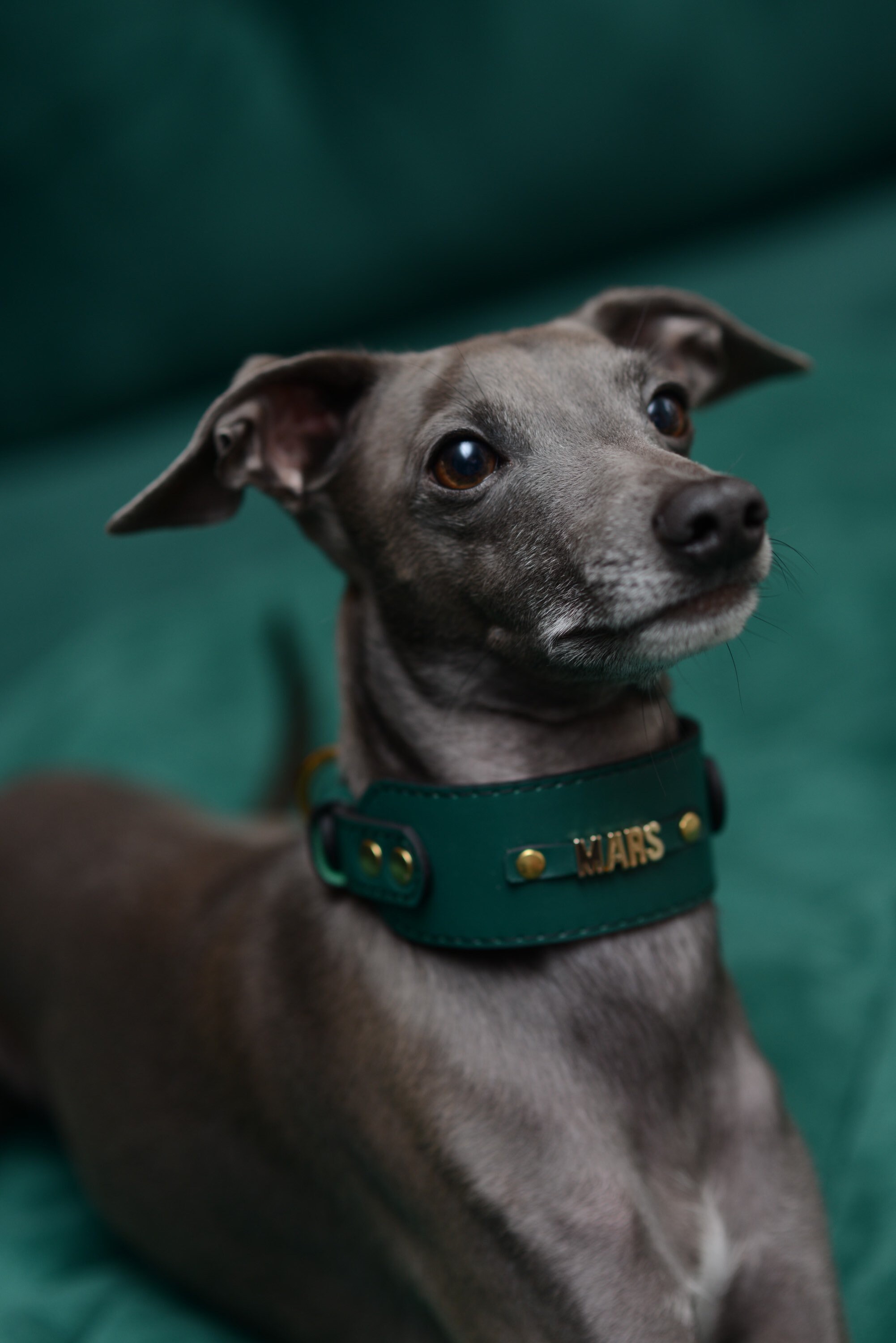 パーソナライズされた革製犬用首輪：イタリアングレーハウンド