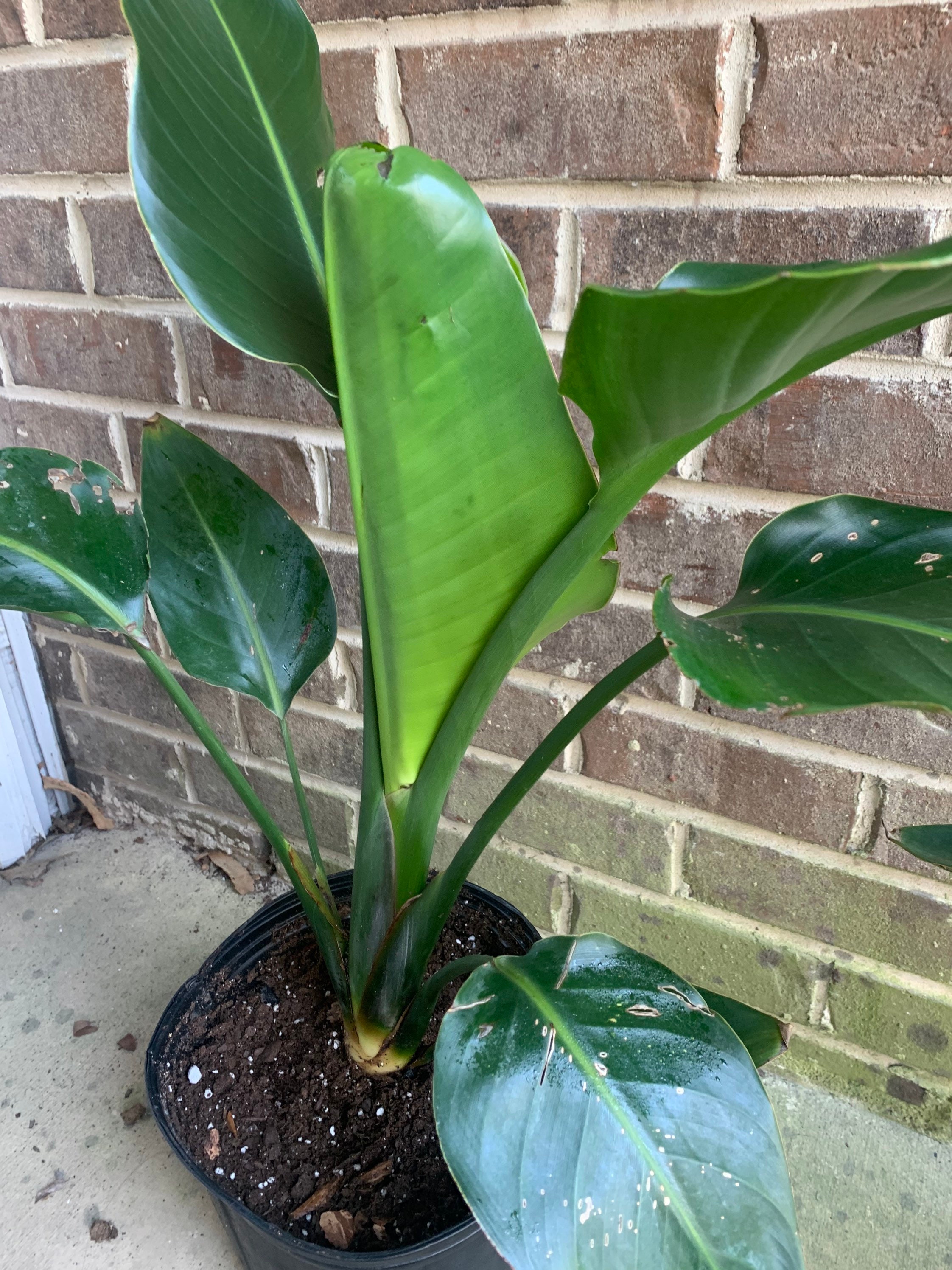 Bird of Paradise Houseplant White Etsy