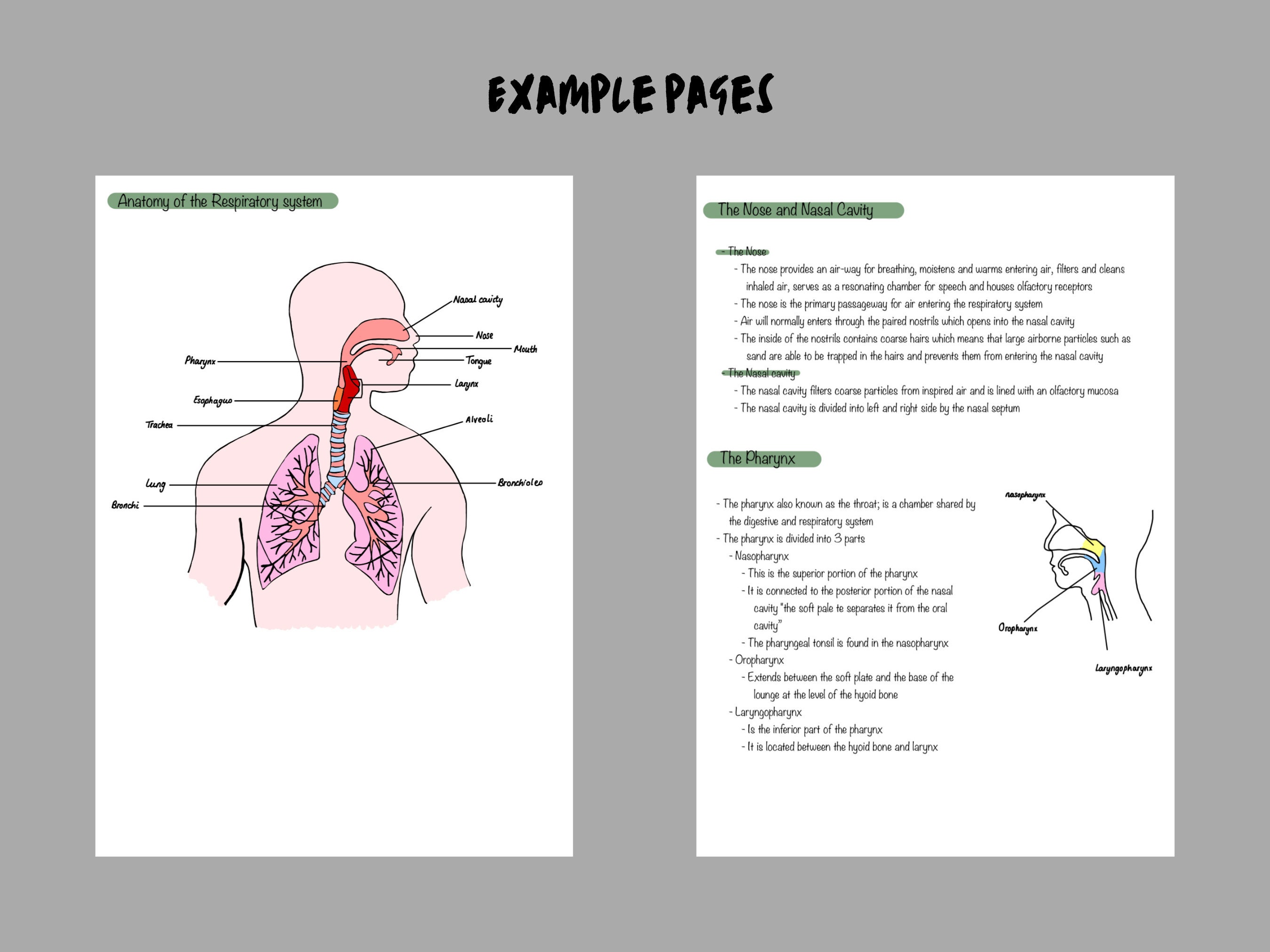 Complete Anatomy and Physiology Note Bundle PDF for Student Etsy UK