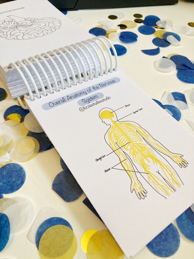 Anatomy and Physiology Flashcards for Paramedics Students Etsy UK