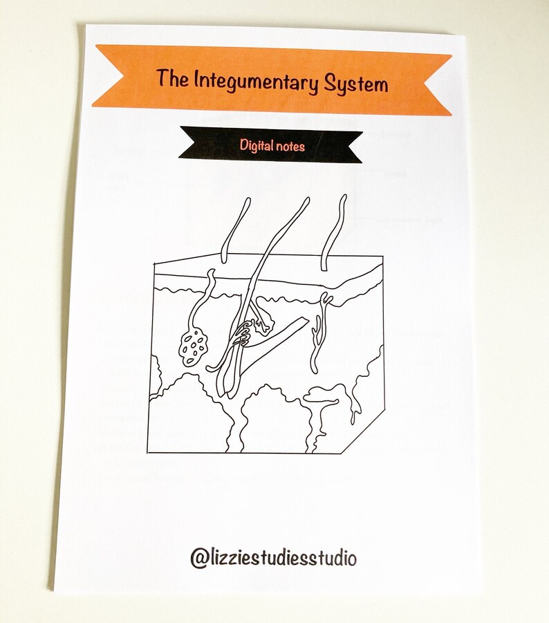 PDF Anatomy and physiology notes Integumentary system | Etsy