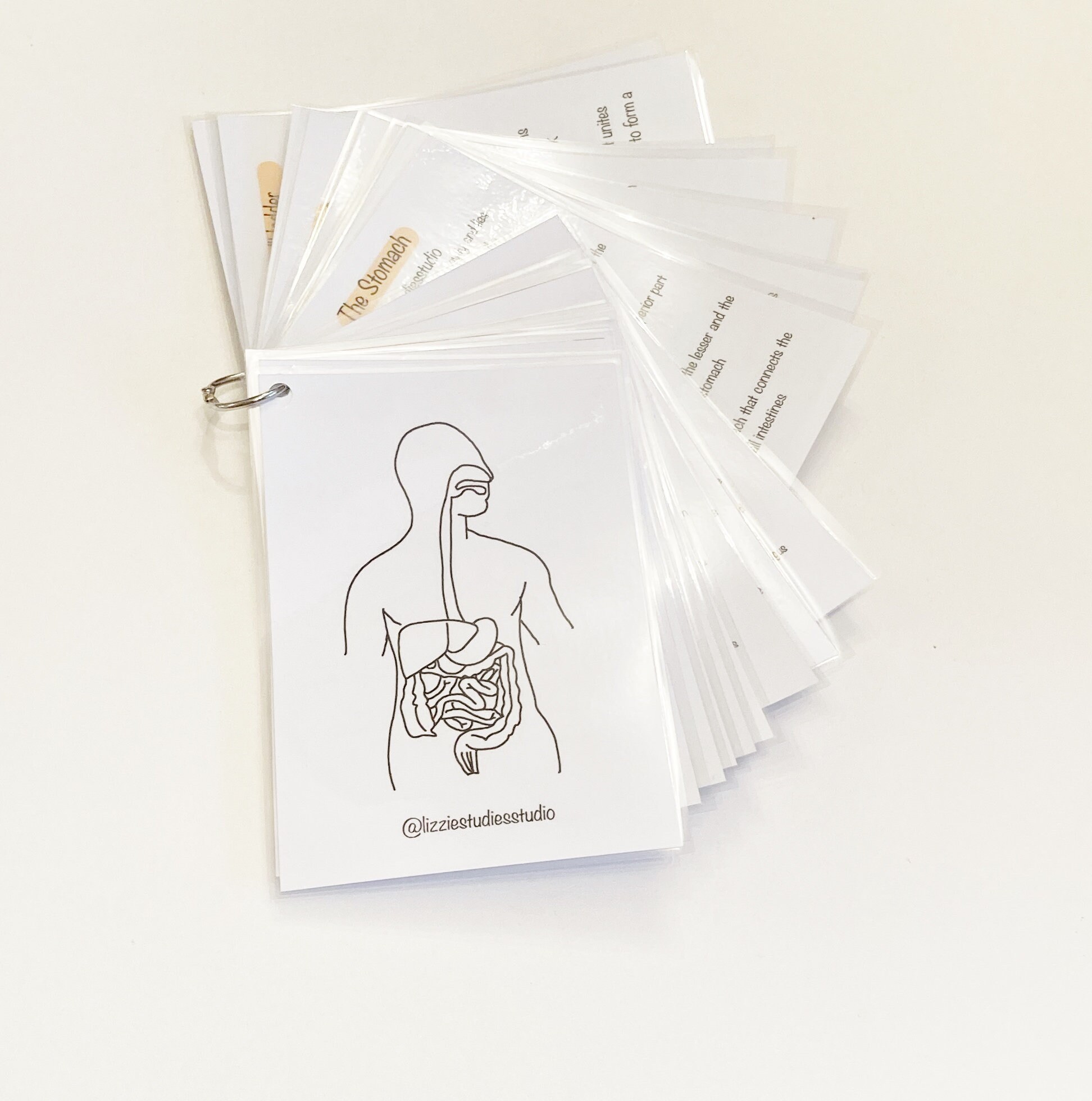 PDF Digestive System Anatomy and Physiology Flashcards Etsy UK