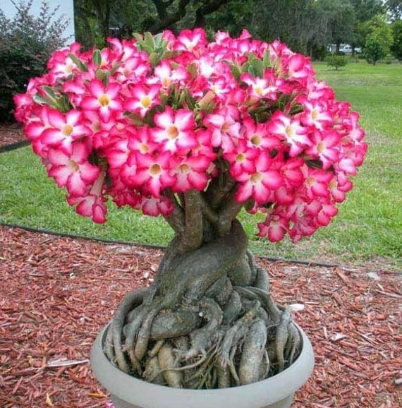 Adenium Obesum ~ White Desert Rose ~ Live Plant