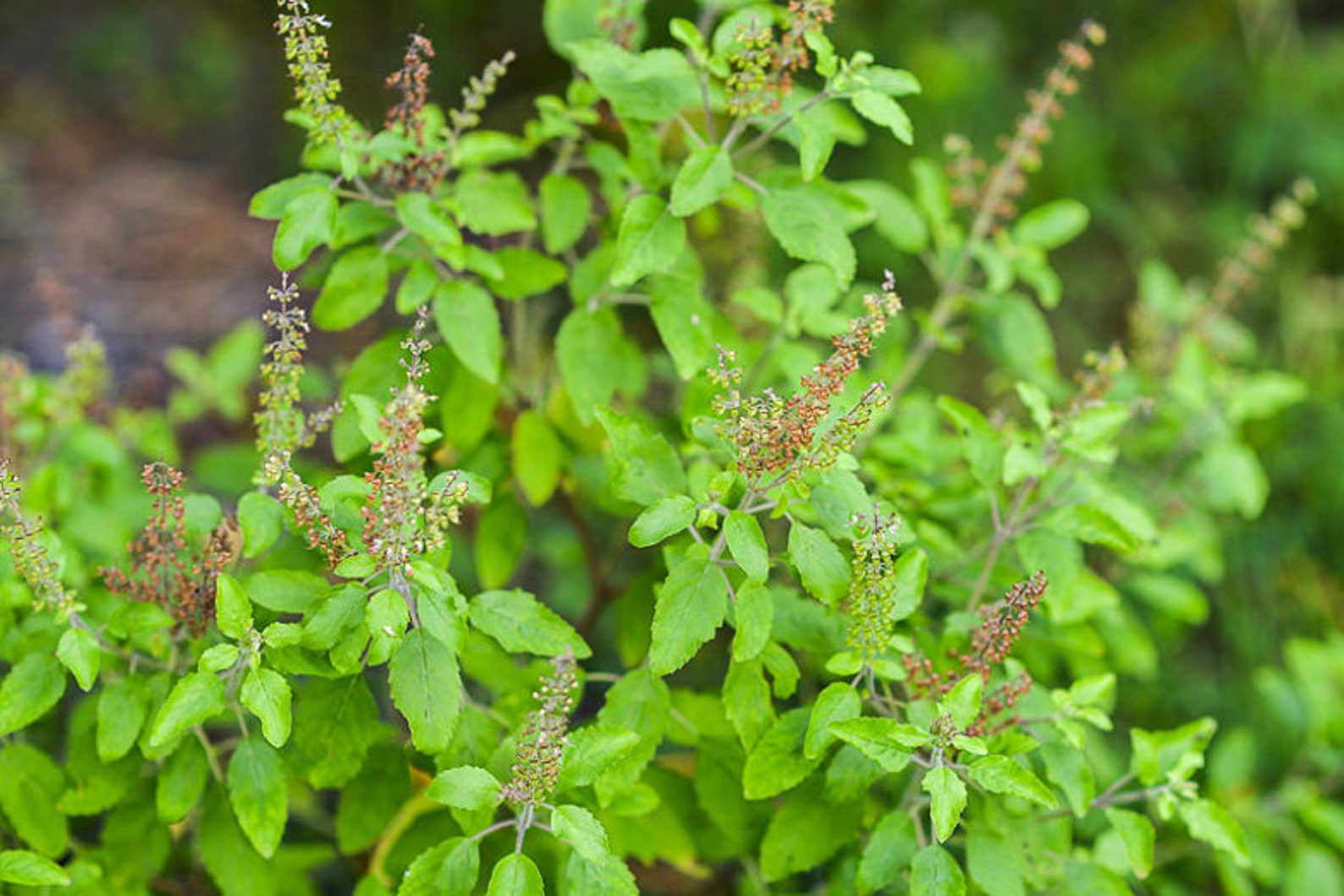 Holy Basil Live Plant Tulsi Sacred Basil Starter Plant 5 Etsy