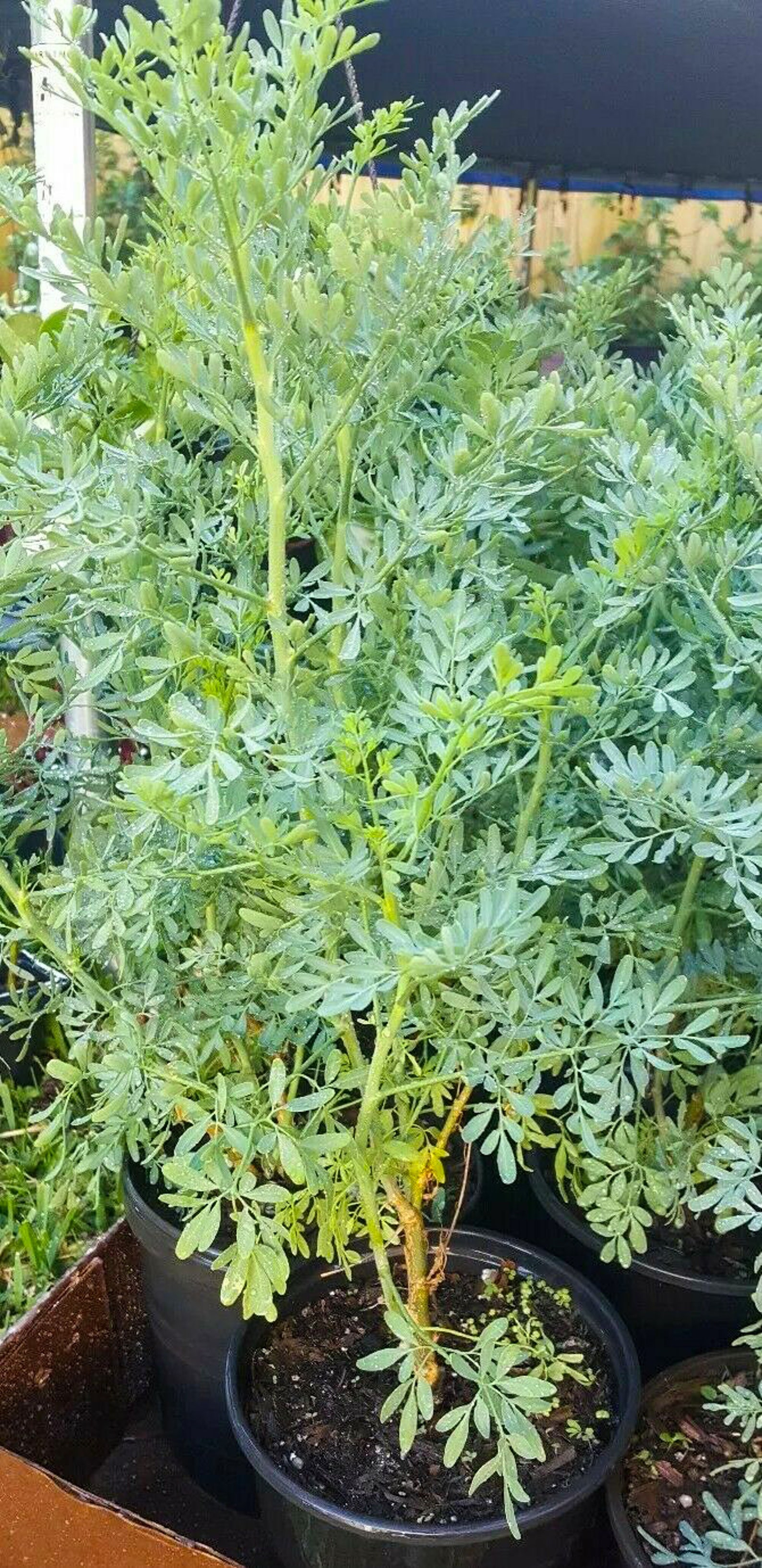 Ruda Plant Common Rue Herb of Grace Live Plant 5 To 7