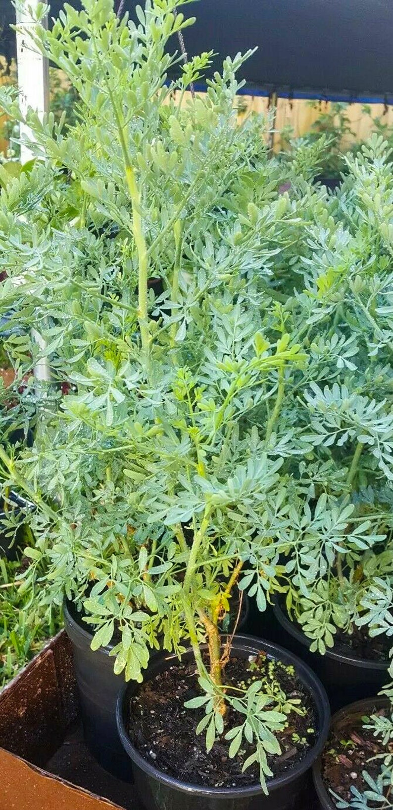 Ruda Plant Common Rue Herb of Grace Live Plant 5 To 7 Inches Etsy