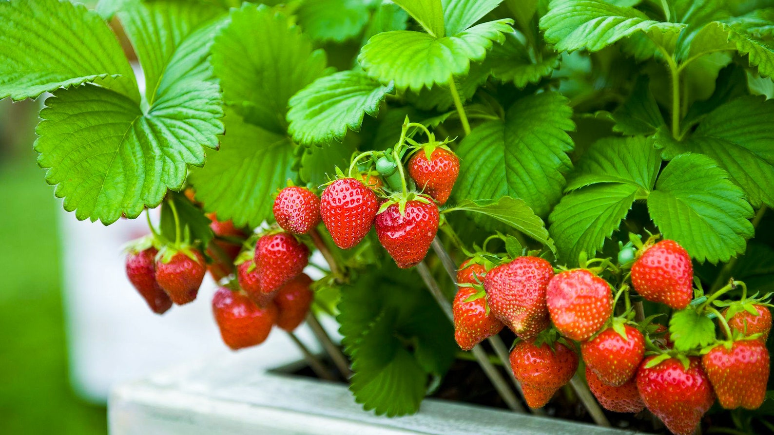 10 Fort Laramie Everbearing Strawberry Starter Plant NON GMO Etsy