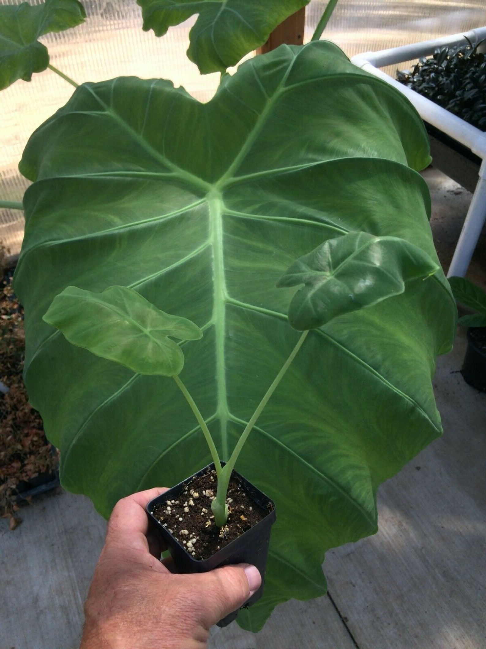 Colocasia Thai Giant Elephant Ear Live Plant 68 Etsy