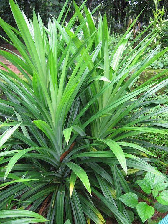 Pandanus amaryllifolius Pandan leaf Asian cooking herb Etsy